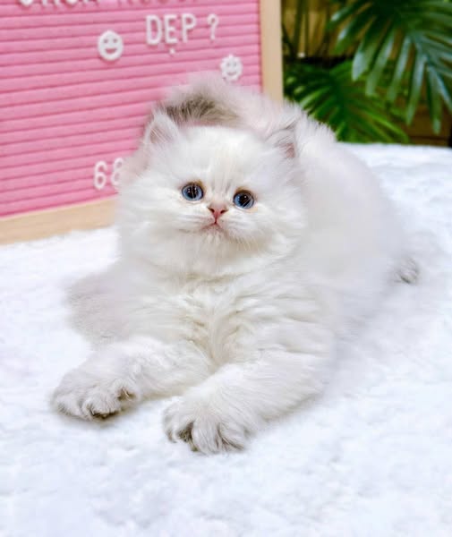 British Shorthair