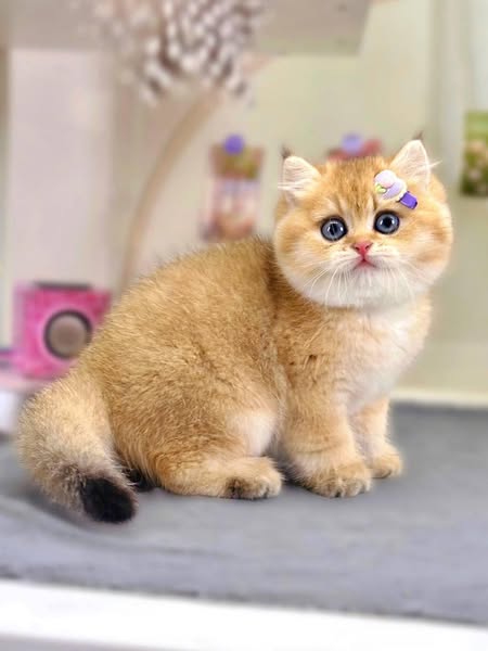 British Shorthair