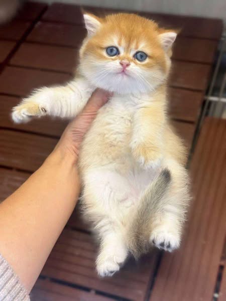 British Shorthair