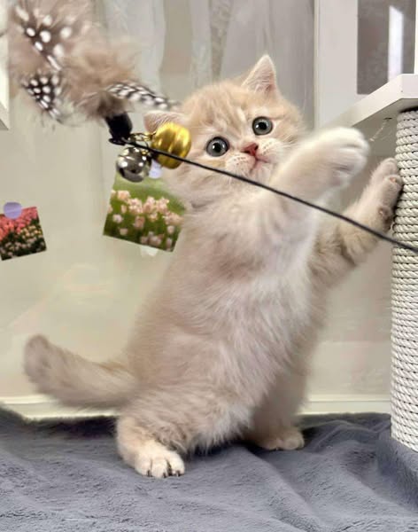 British Shorthair