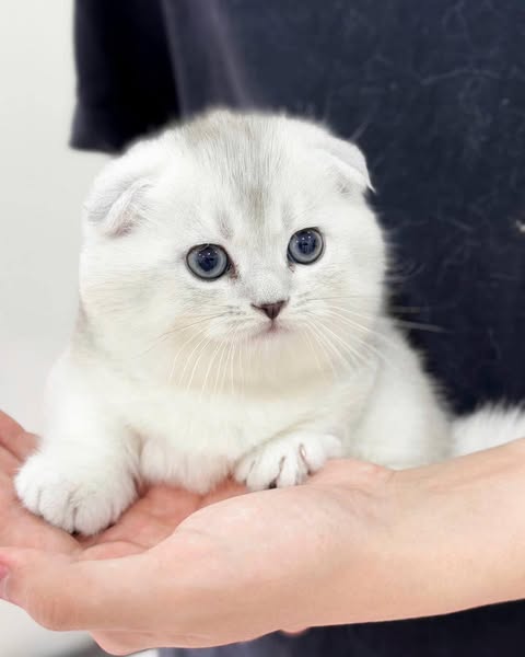 Munchkin Fold