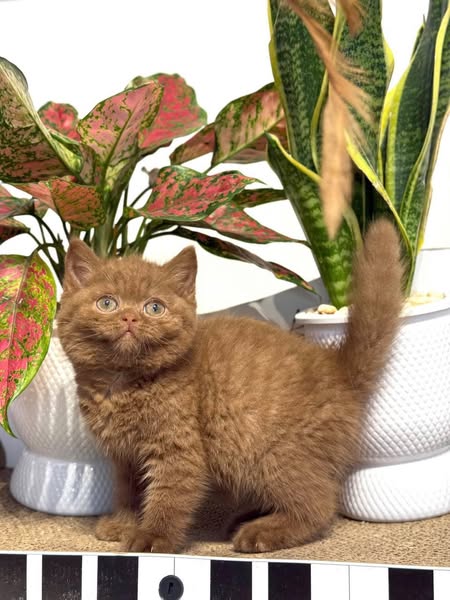 British Shorthair