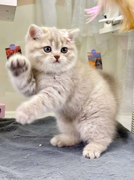 British Shorthair