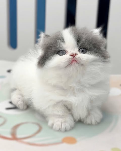 Munchkin Longhair