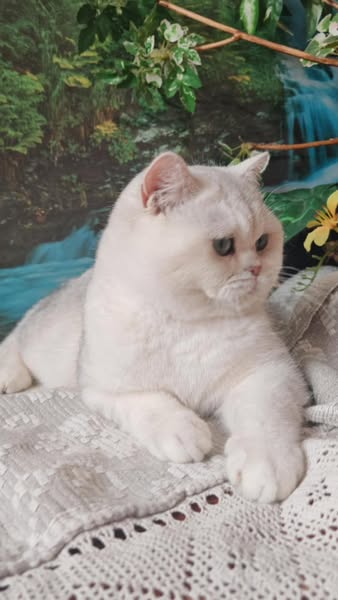 British Shorthair
