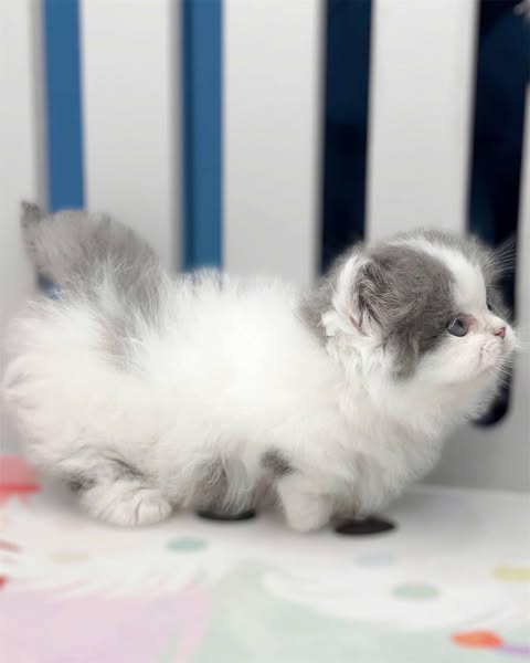 Munchkin Longhair
