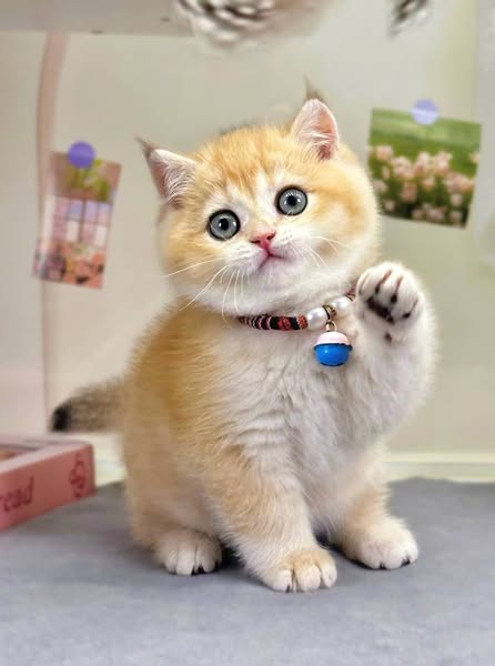 British Shorthair