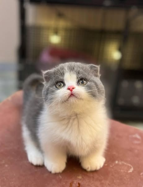 Munchkin Fold