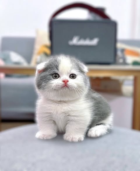 Munchkin Fold