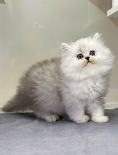 British Longhair