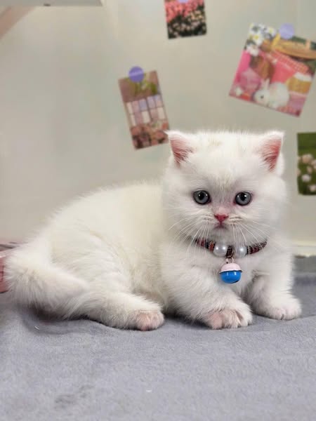 Munchkin
