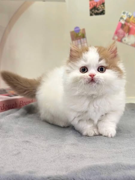 Munchkin Longhair