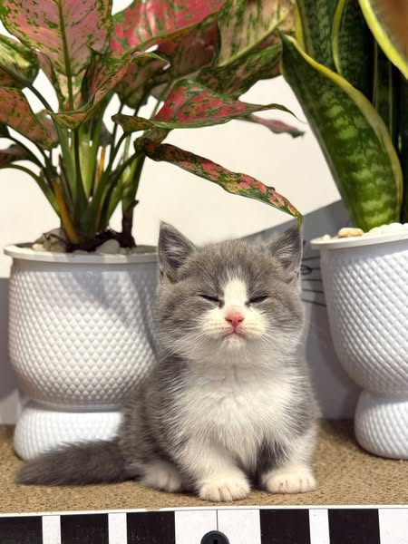 Munchkin