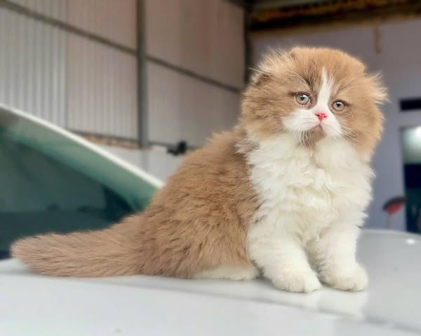 British Longhair