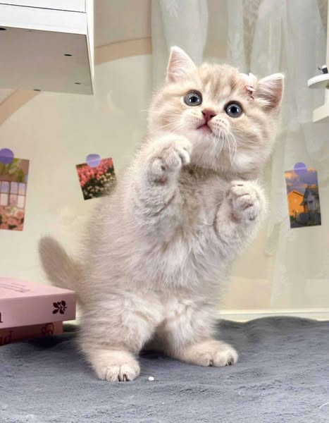 British Shorthair