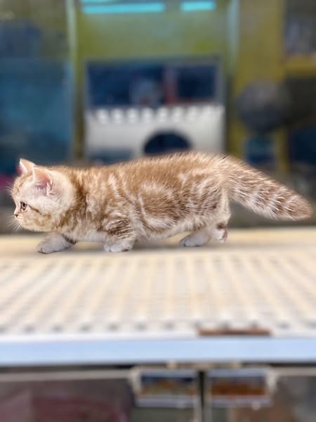 Munchkin