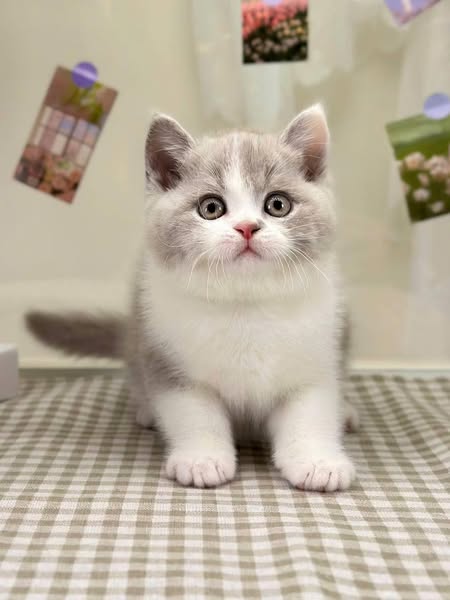British Shorthair