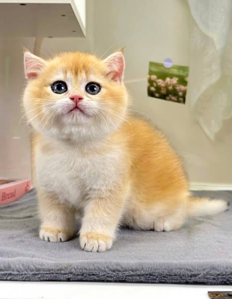 British Shorthair