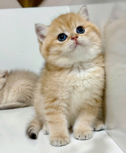 British Shorthair