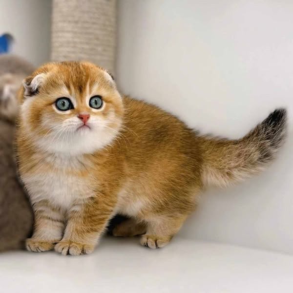 Scottish Fold