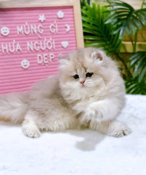 British Shorthair
