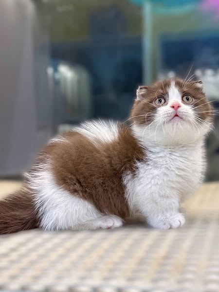 Munchkin Fold