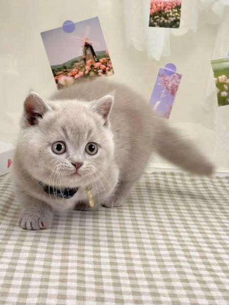 Munchkin