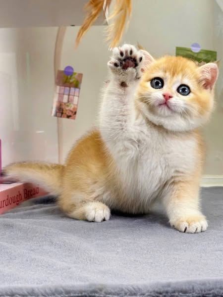 British Shorthair
