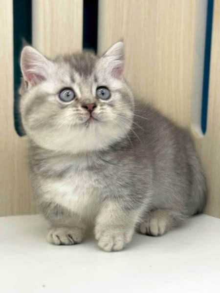 Munchkin