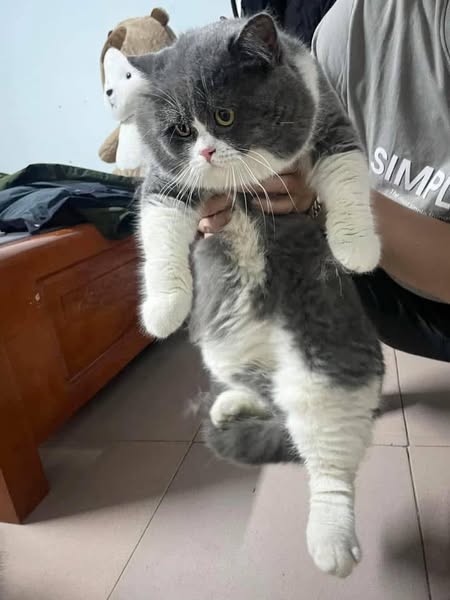 British Shorthair