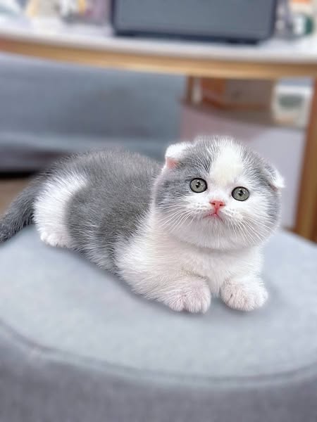 Munchkin Fold