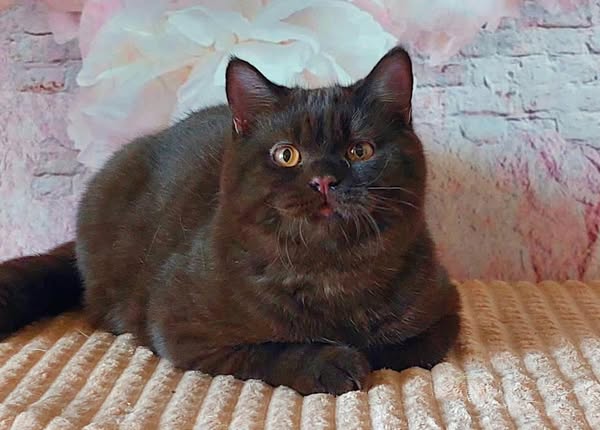 British Shorthair