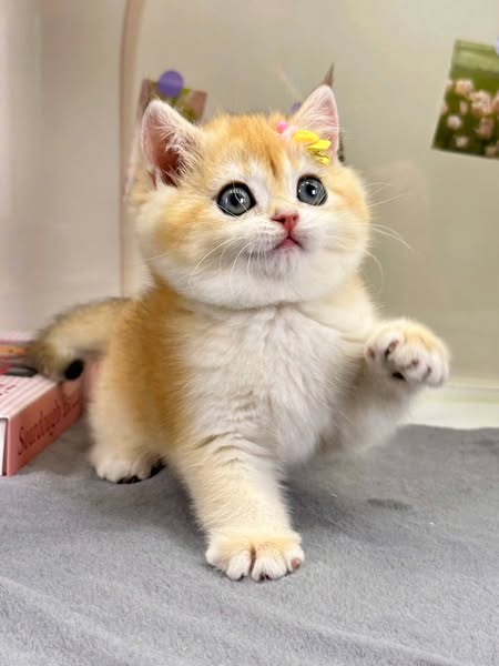British Shorthair