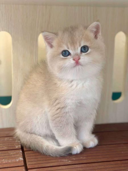 British Shorthair