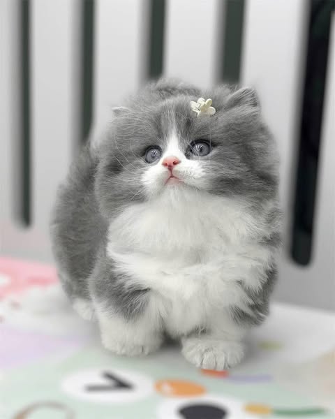 Munchkin Longhair