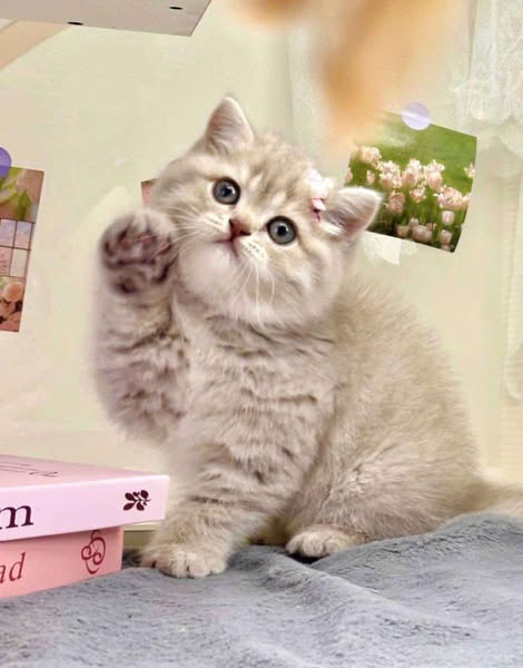 British Shorthair