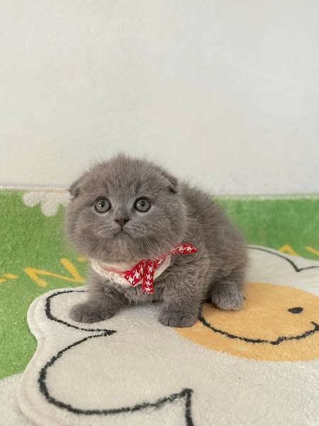 Munchkin Fold