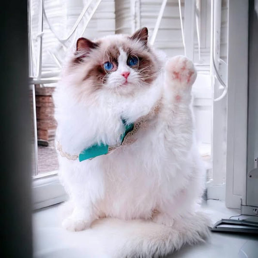 Ragdoll