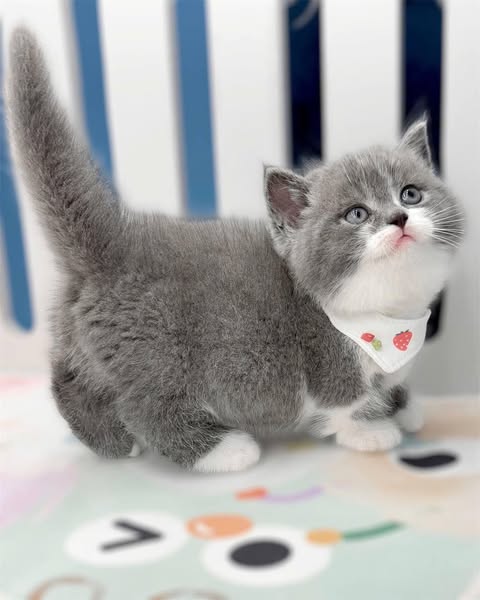 Munchkin