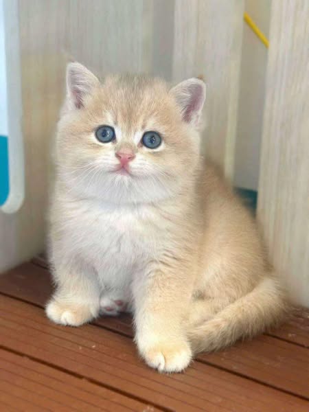 British Shorthair