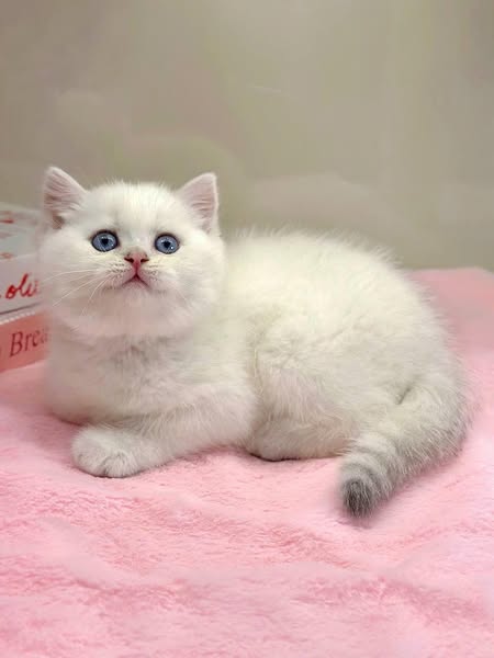 British Shorthair