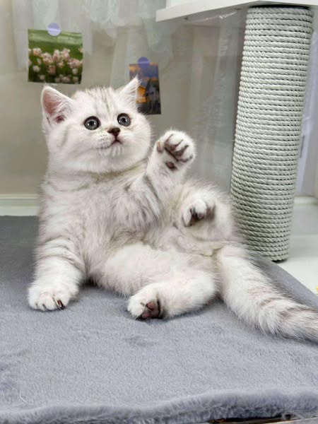 British Shorthair