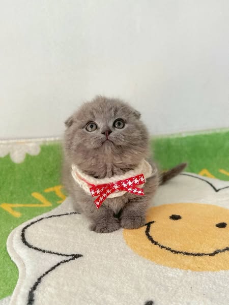 Munchkin Fold
