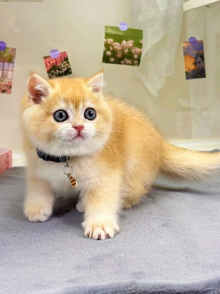 British Shorthair