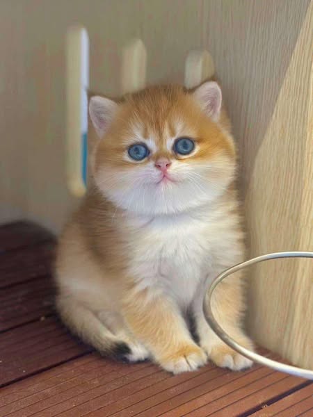 British Shorthair