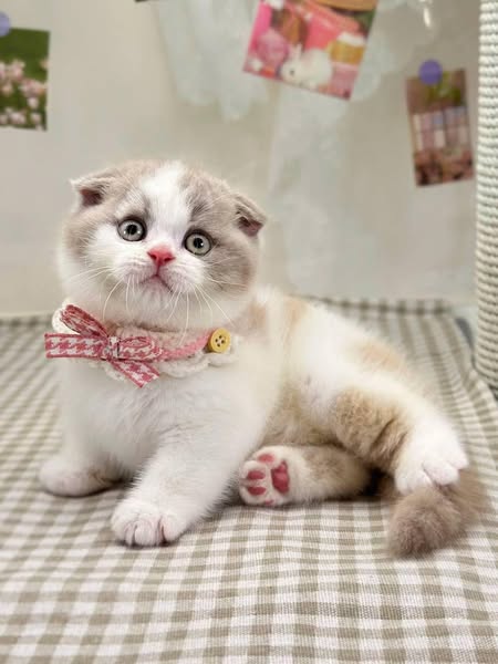 Scottish Fold