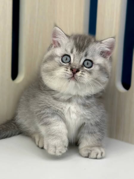 Munchkin