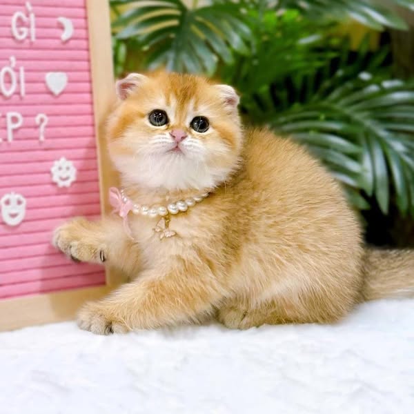 Scottish Fold