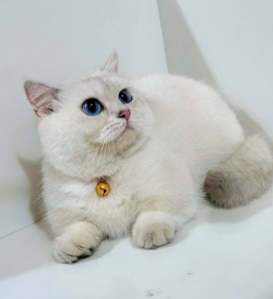 Munchkin