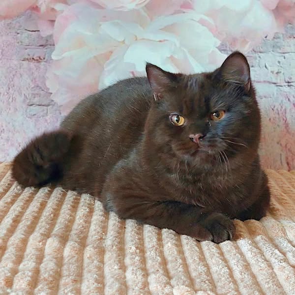 British Shorthair